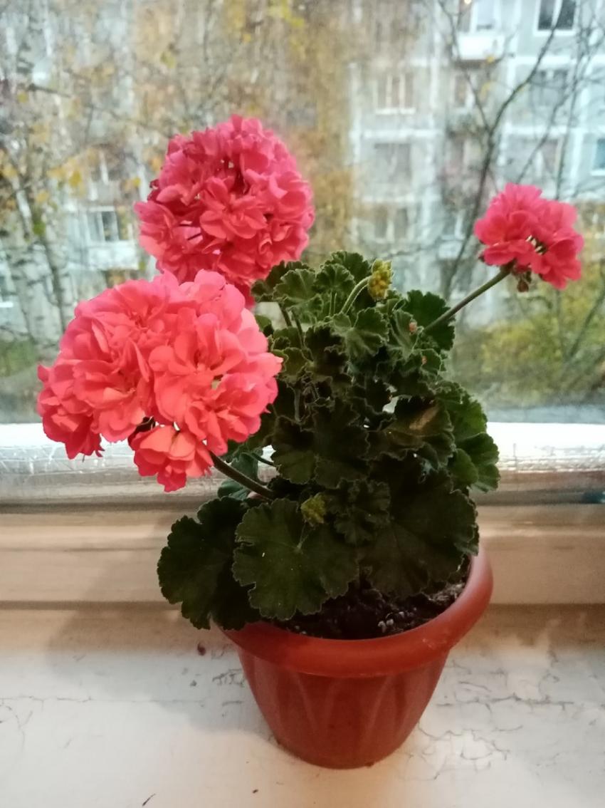Пеларгония Ю-Цыганочка 3