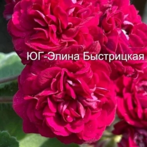 Пеларгония ЮГ-Элина Быстрицкая