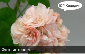Пеларгония ЮГ-Клавдия