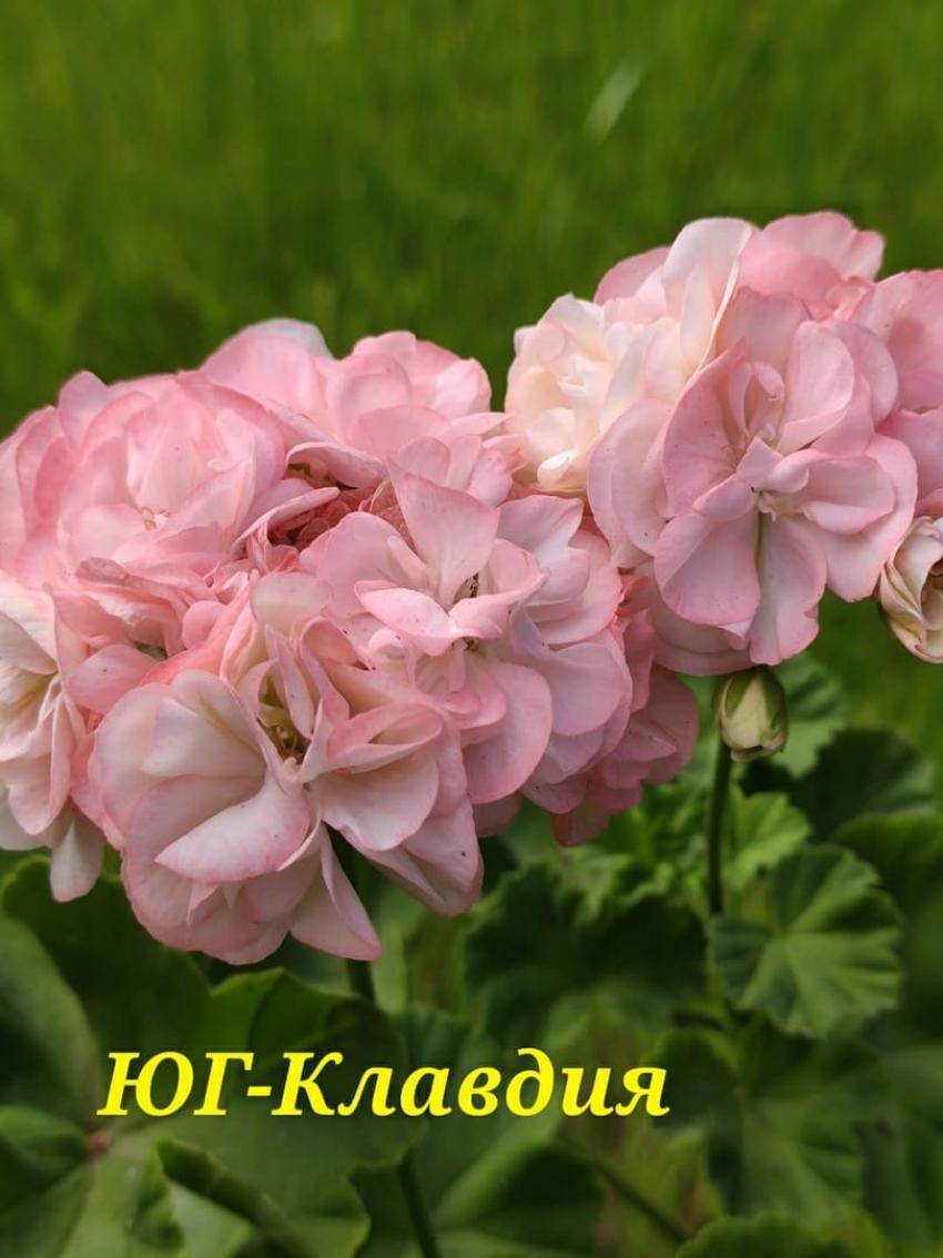 Пеларгония ЮГ-Клавдия 6