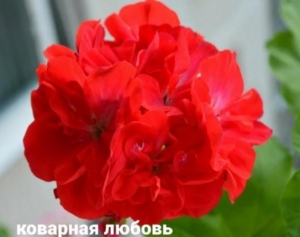 Пеларгония ЮГ-Коварная Любовь