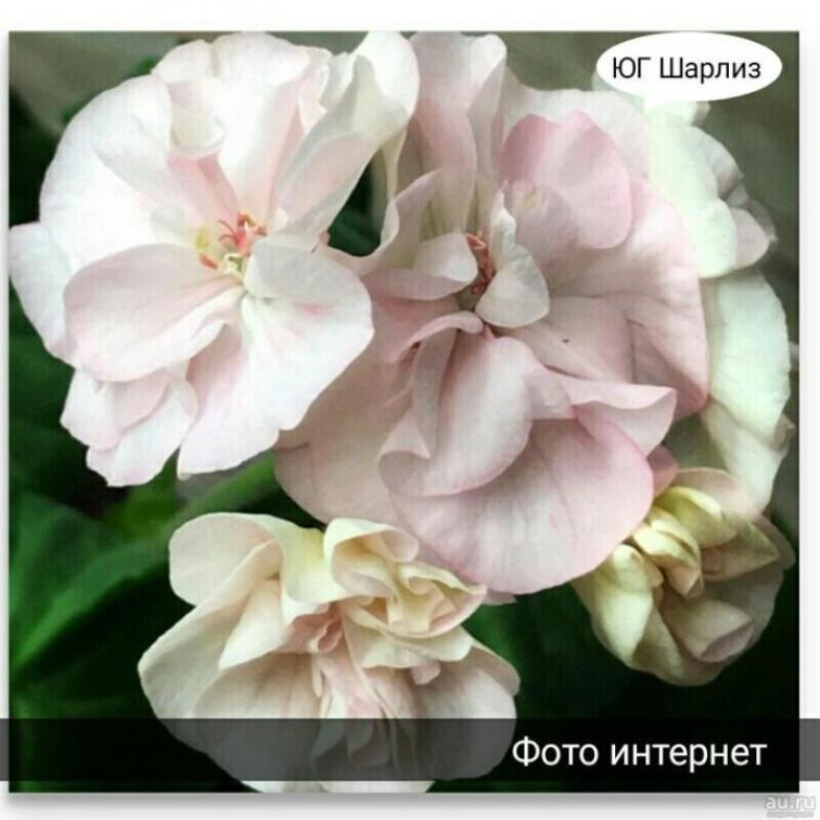 Пеларгония ЮГ-Шарлиз 2