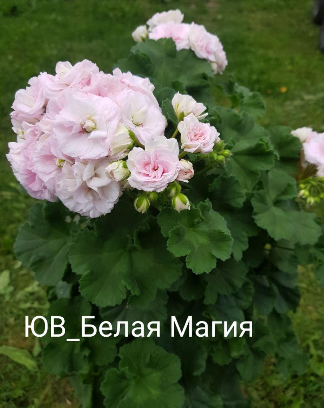 Пеларгония ЮВ-Белая Магия 3