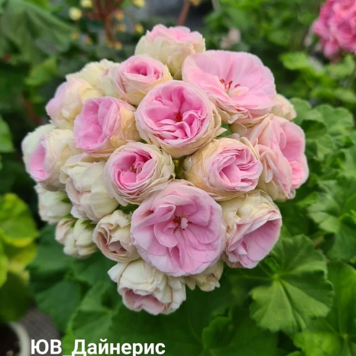 Пеларгония ЮВ-Дейнерис