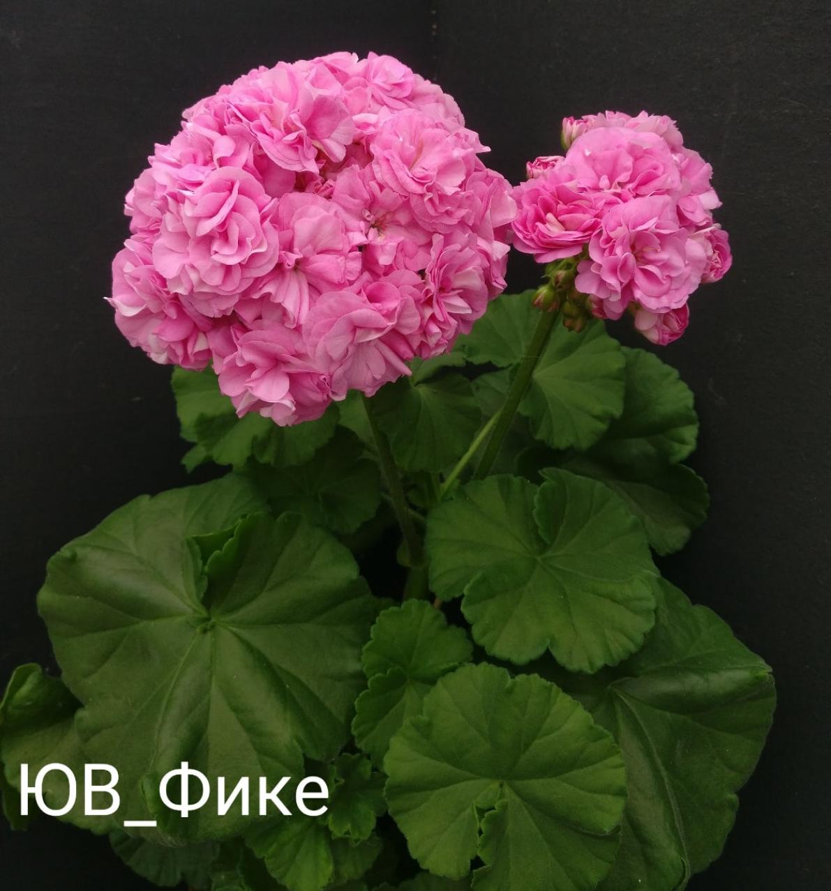 Пеларгония ЮВ-Фике 3