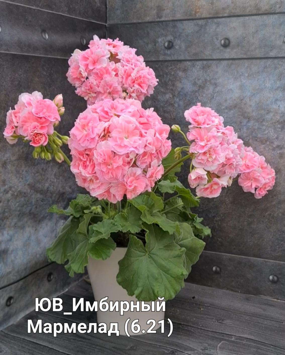 Пеларгония ЮВ-Имбирный Мармелад