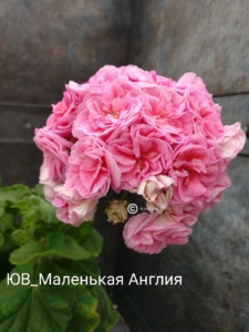 Пеларгония ЮВ-Маленькая Англия