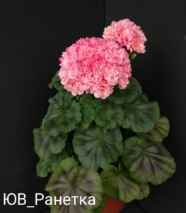 Пеларгония ЮВ-Ранетка