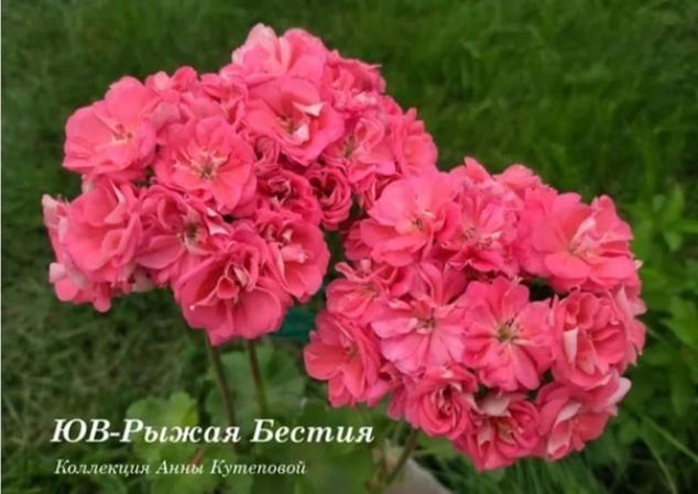 Пеларгония ЮВ-Рыжая Бестия 2