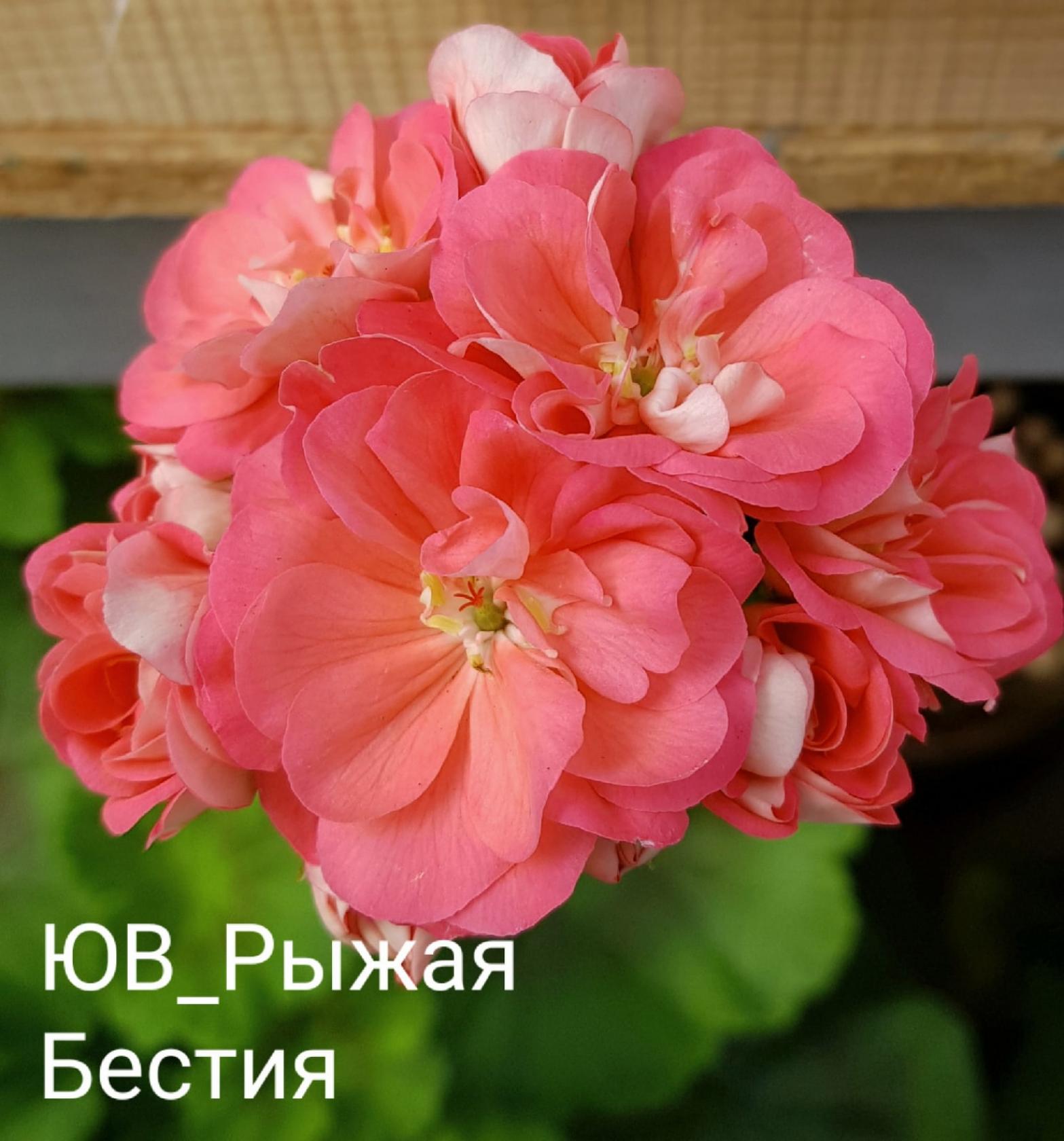 Пеларгония ЮВ-Рыжая Бестия 3