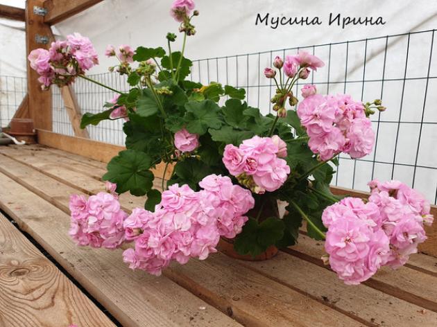 Пеларгония ЮВ-Сара Бернар 3