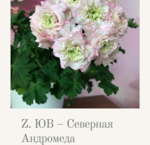Пеларгония ЮВ-Северная Андромеда