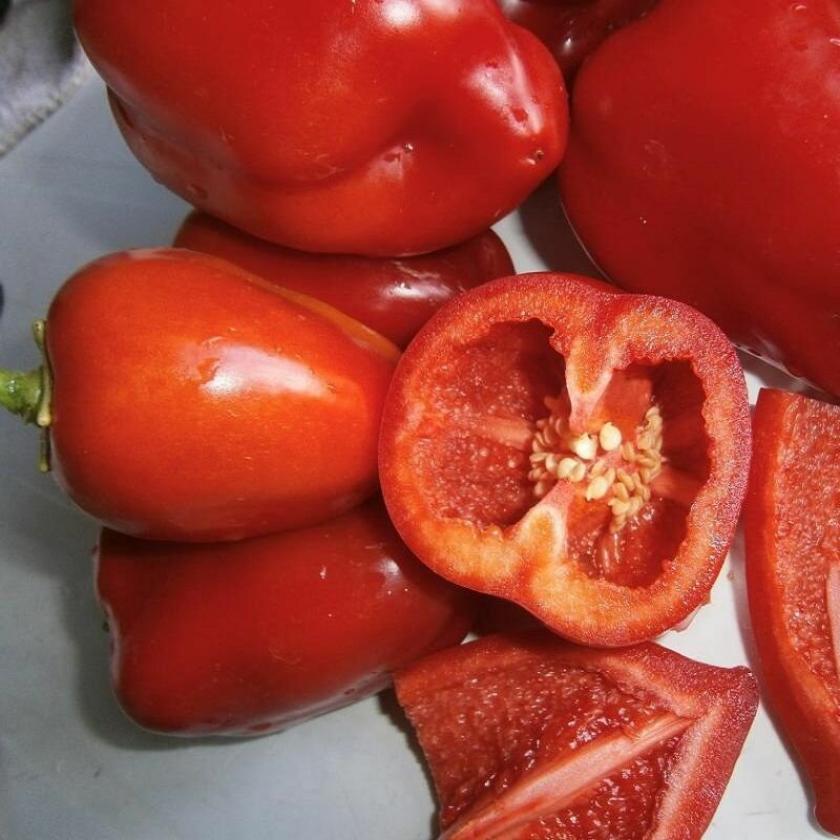 Перец Алеша Попович