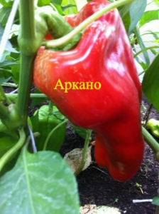 Перец Аркано