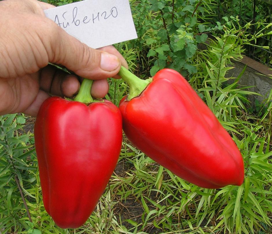 Перец Айвенго 2