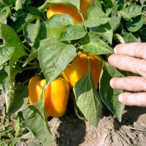 Перец Бачата