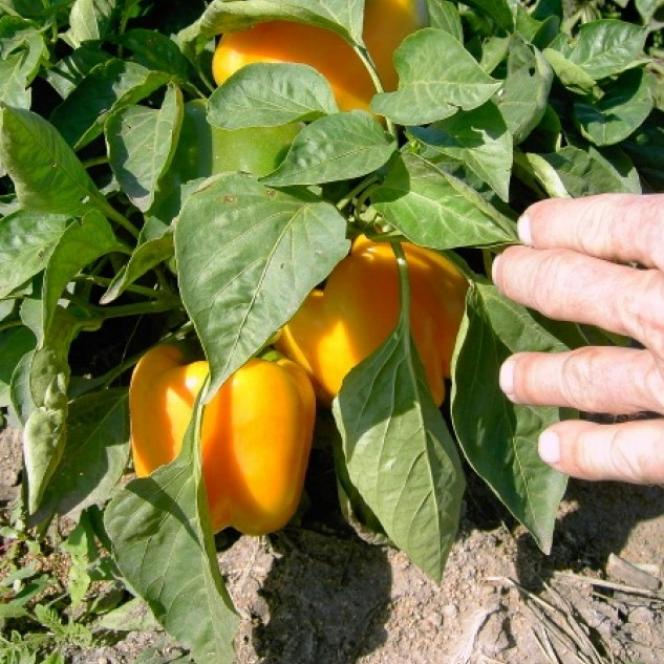 Перец Бачата
