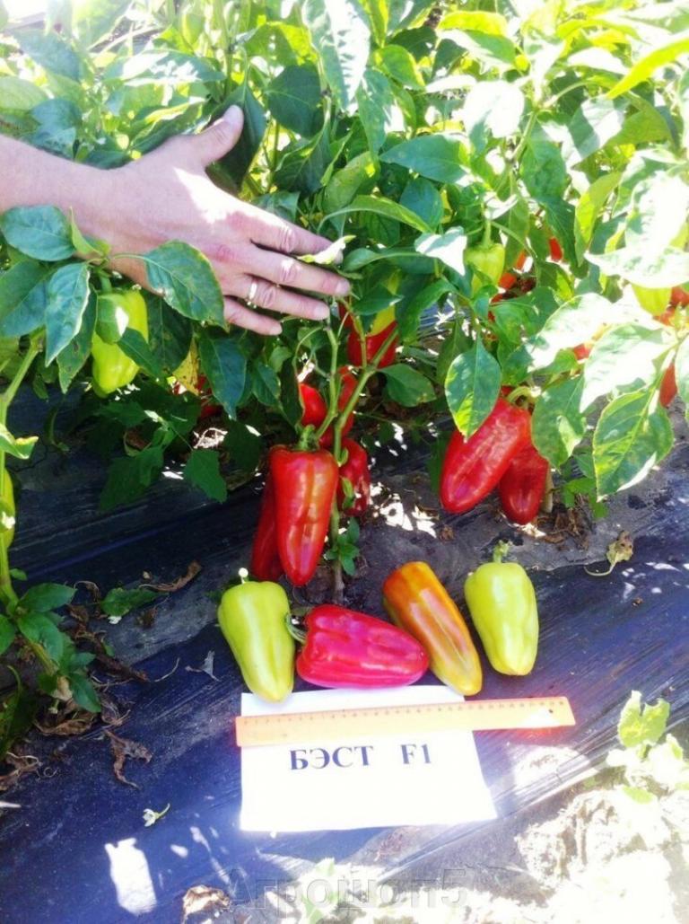 Перец Бэст