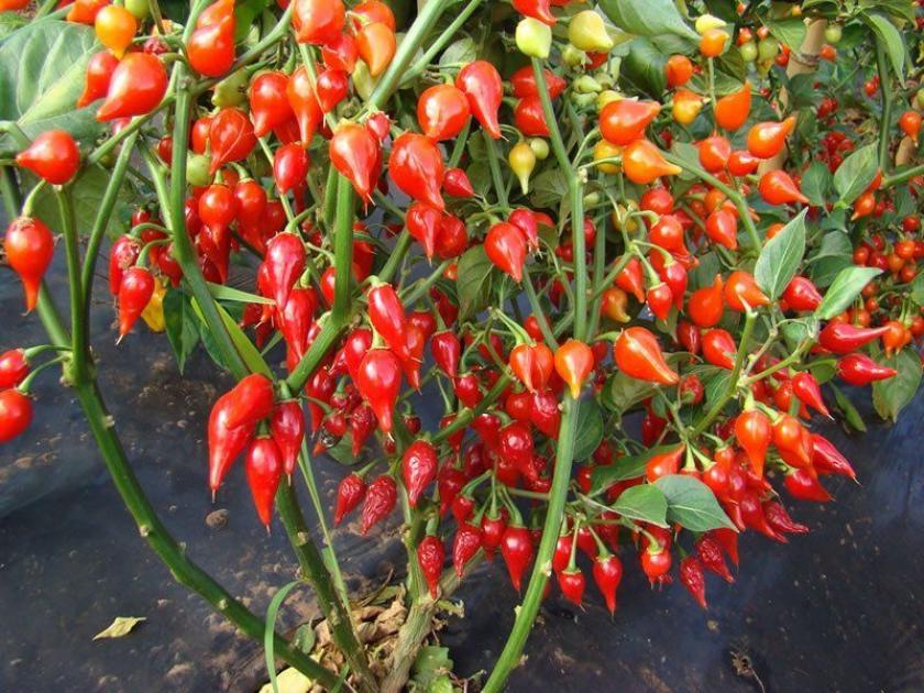 Перец Бикиньо красный 4