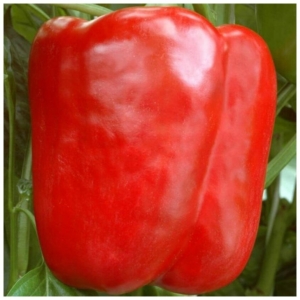 Перец Бирюза