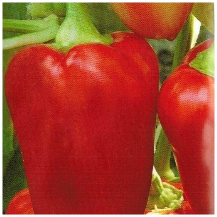 Перец Благодар 4