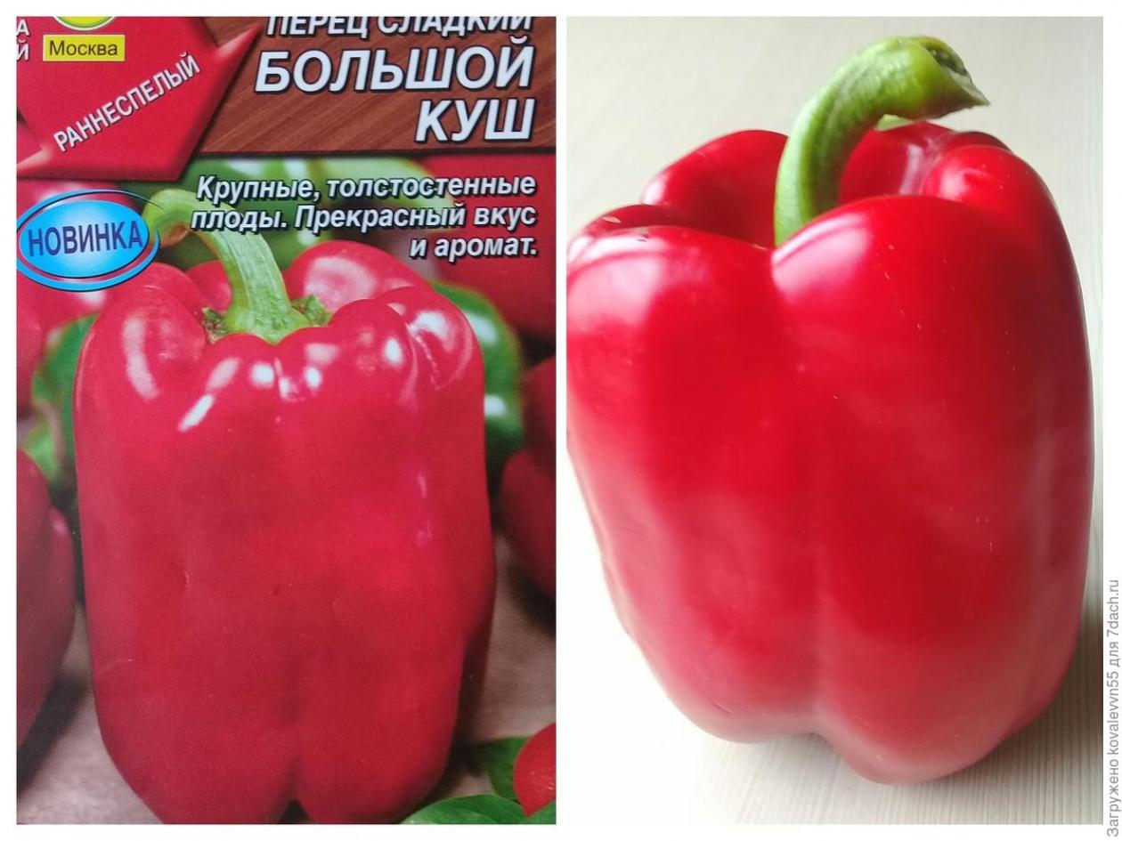 Перец Большой куш 2