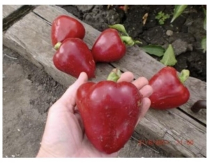 Перец Бычье сердце