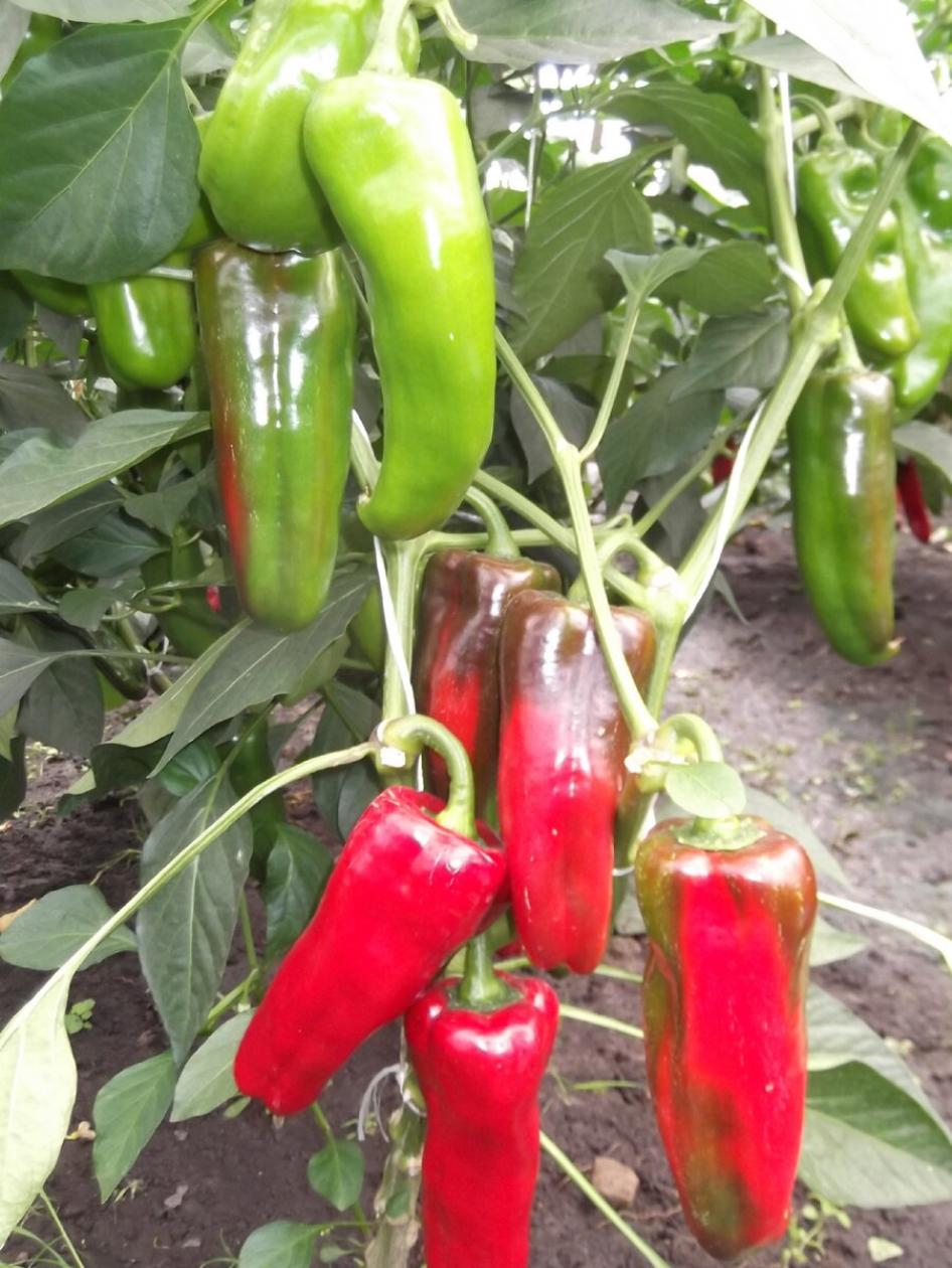 Перец Д`артаньян
