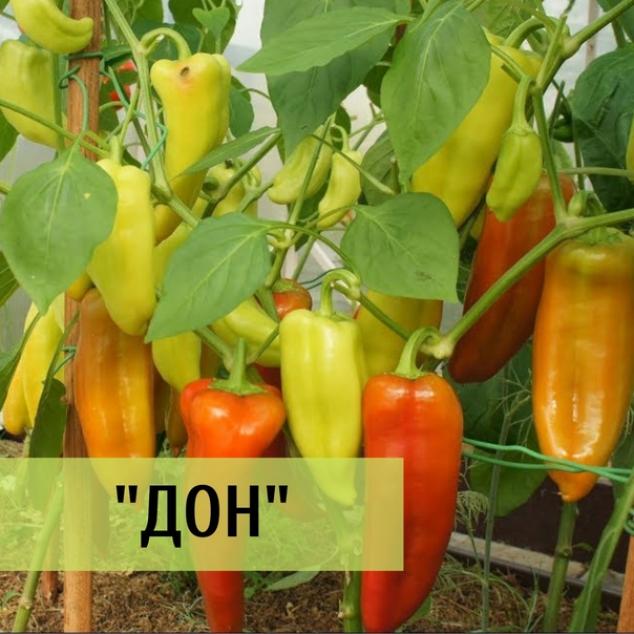 Перец Дон