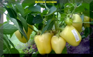 Перец Дуняша