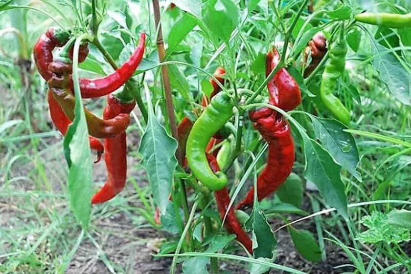 Перец Джимми Нарделло 3