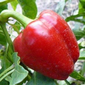 Перец Едино