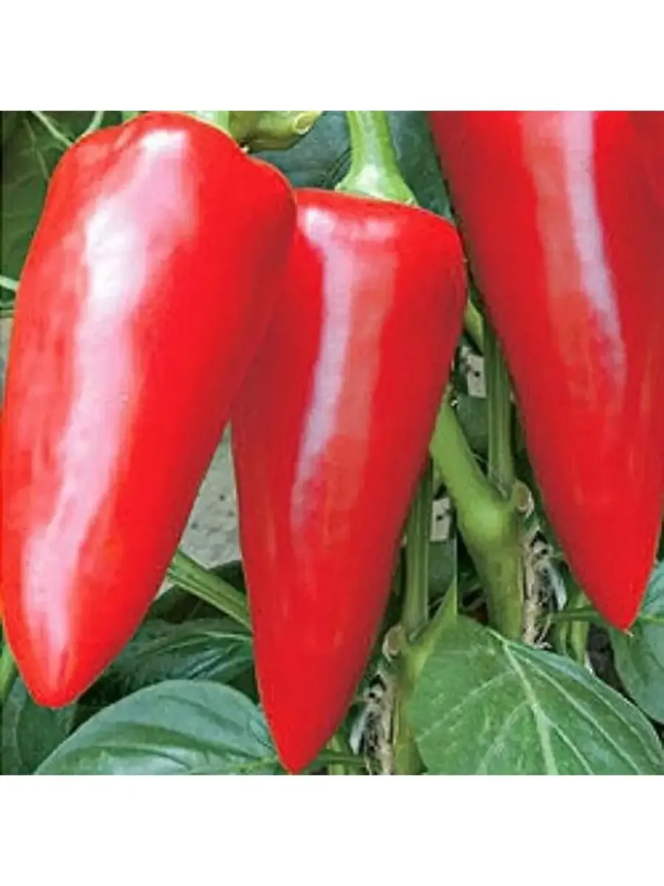 Перец Факир 3