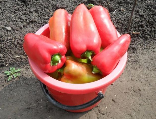 Перец Флавий
