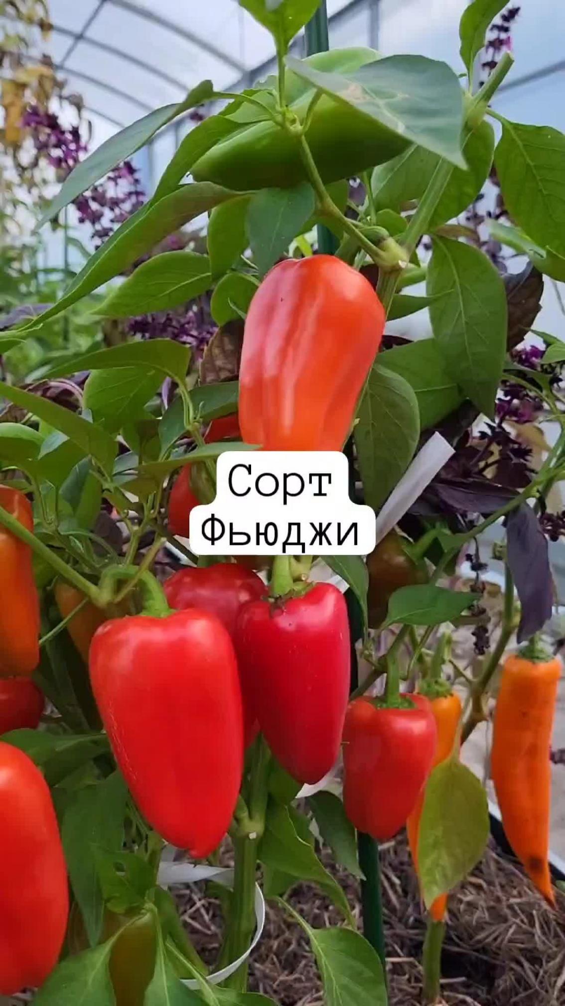 Перец Фьюджи 2