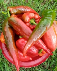 Перец Гасконец