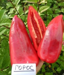 Перец Горос