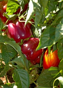 Перец Гранатовый браслет
