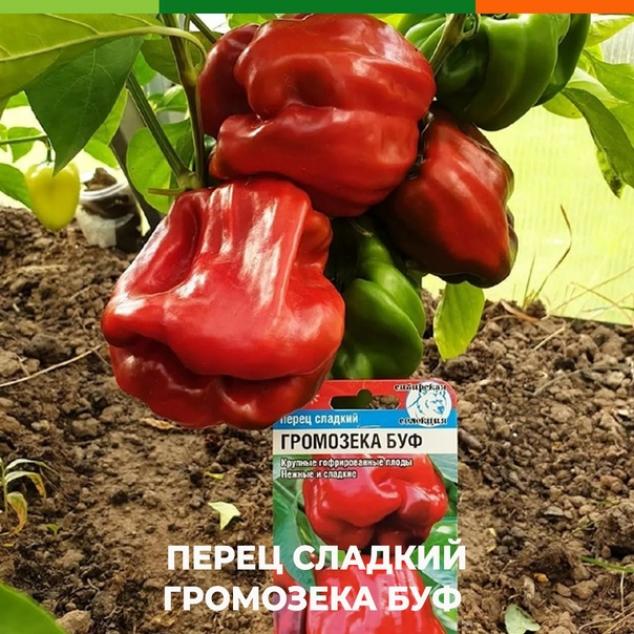 Перец Громозека БУФ 2
