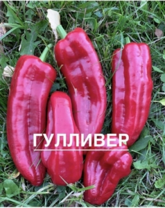 Перец Гулливер