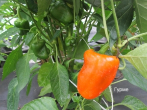 Перец Гурме
