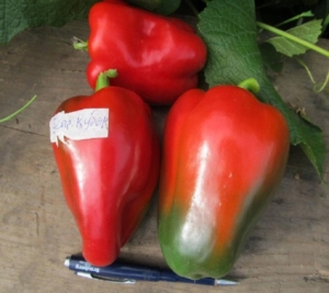 Перец Гусарский кубок