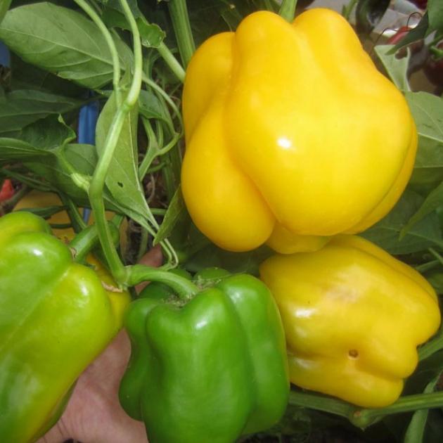 Перец Изюминка
