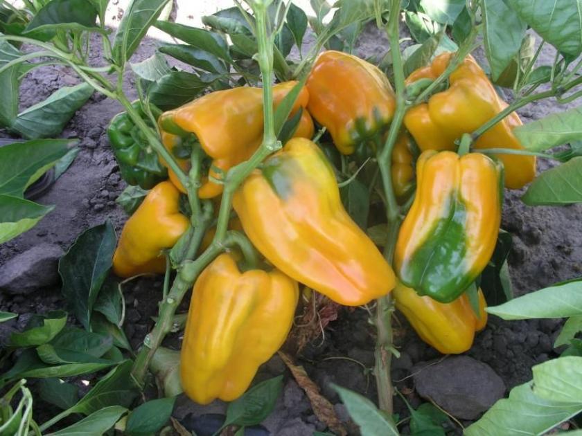 Перец Какаду желтый 3