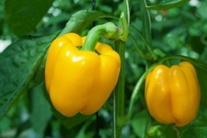 Перец Канарейка
