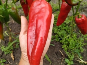 Перец Каптур