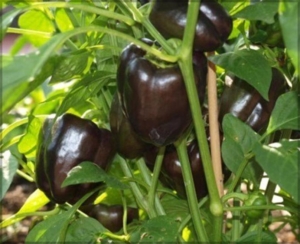 Перец Кардинал