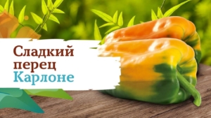 Перец Карлоне