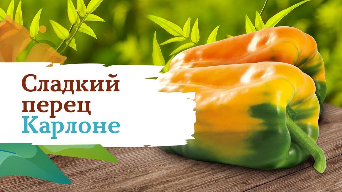 Перец Карлоне