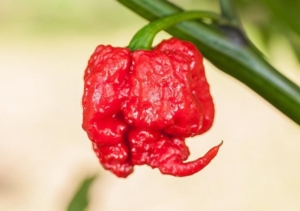 Перец Каролина Рипер